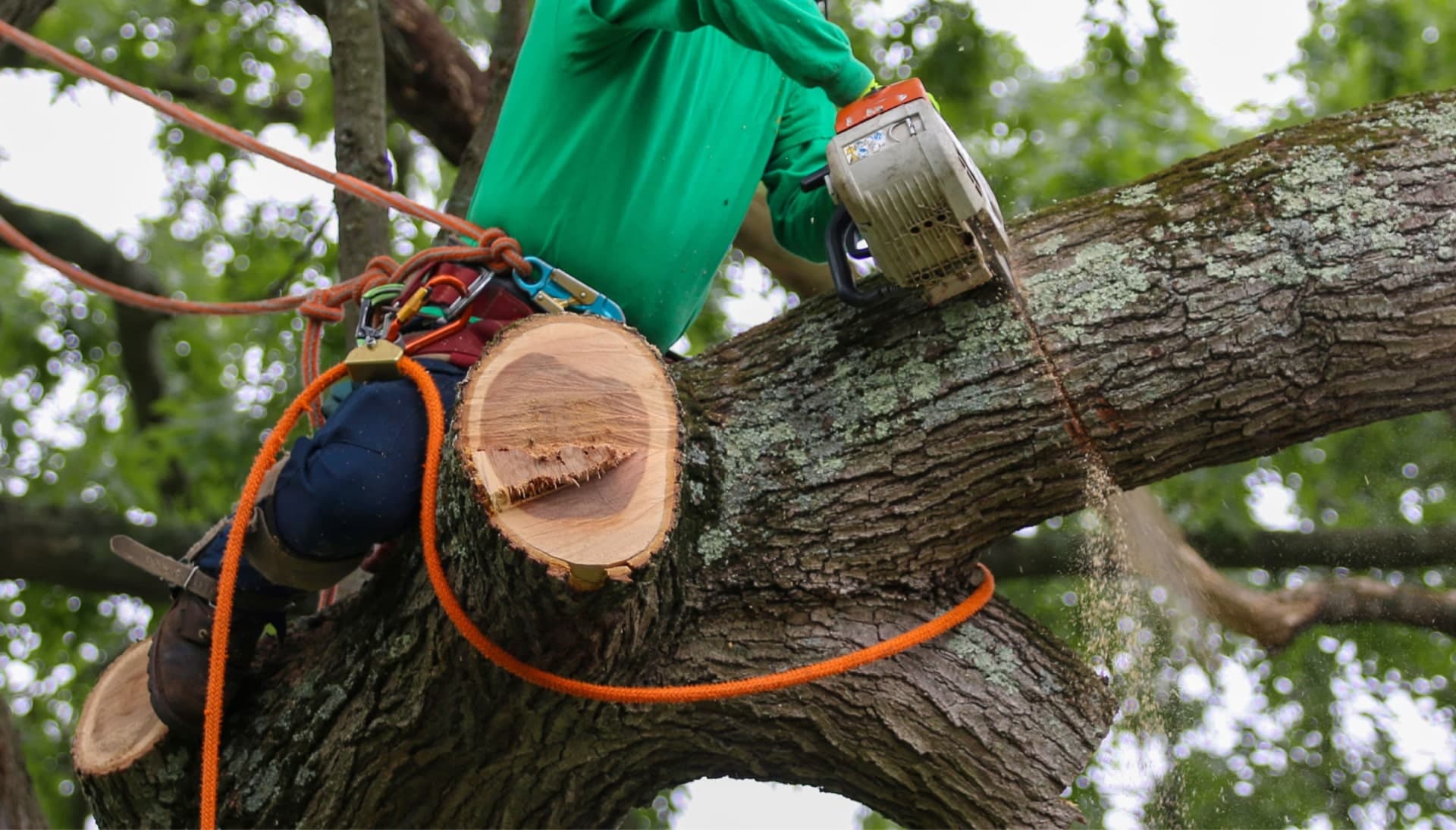 Relax with Medford best tree removal.