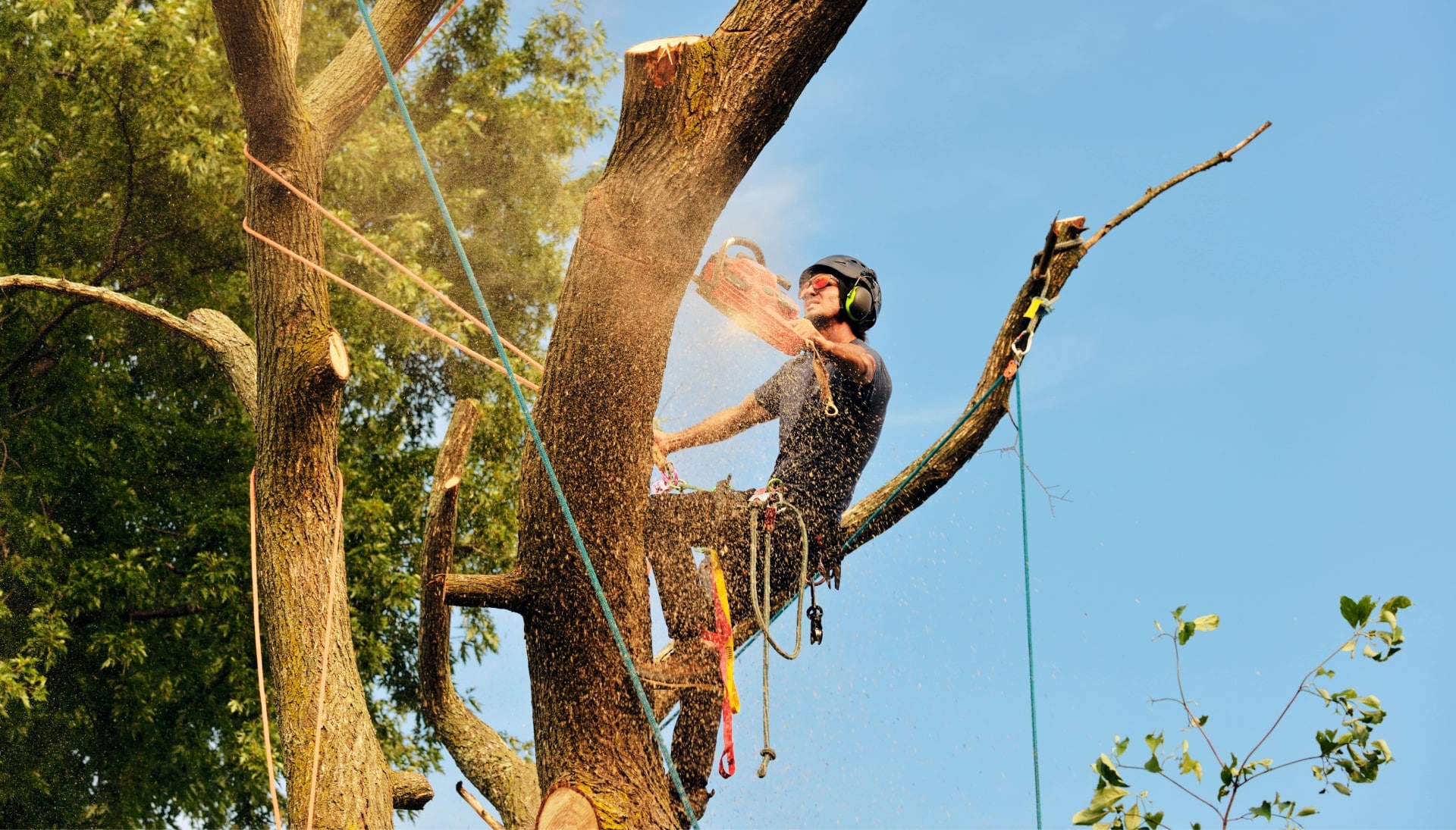 Medford tree removal experts solve tree issues.