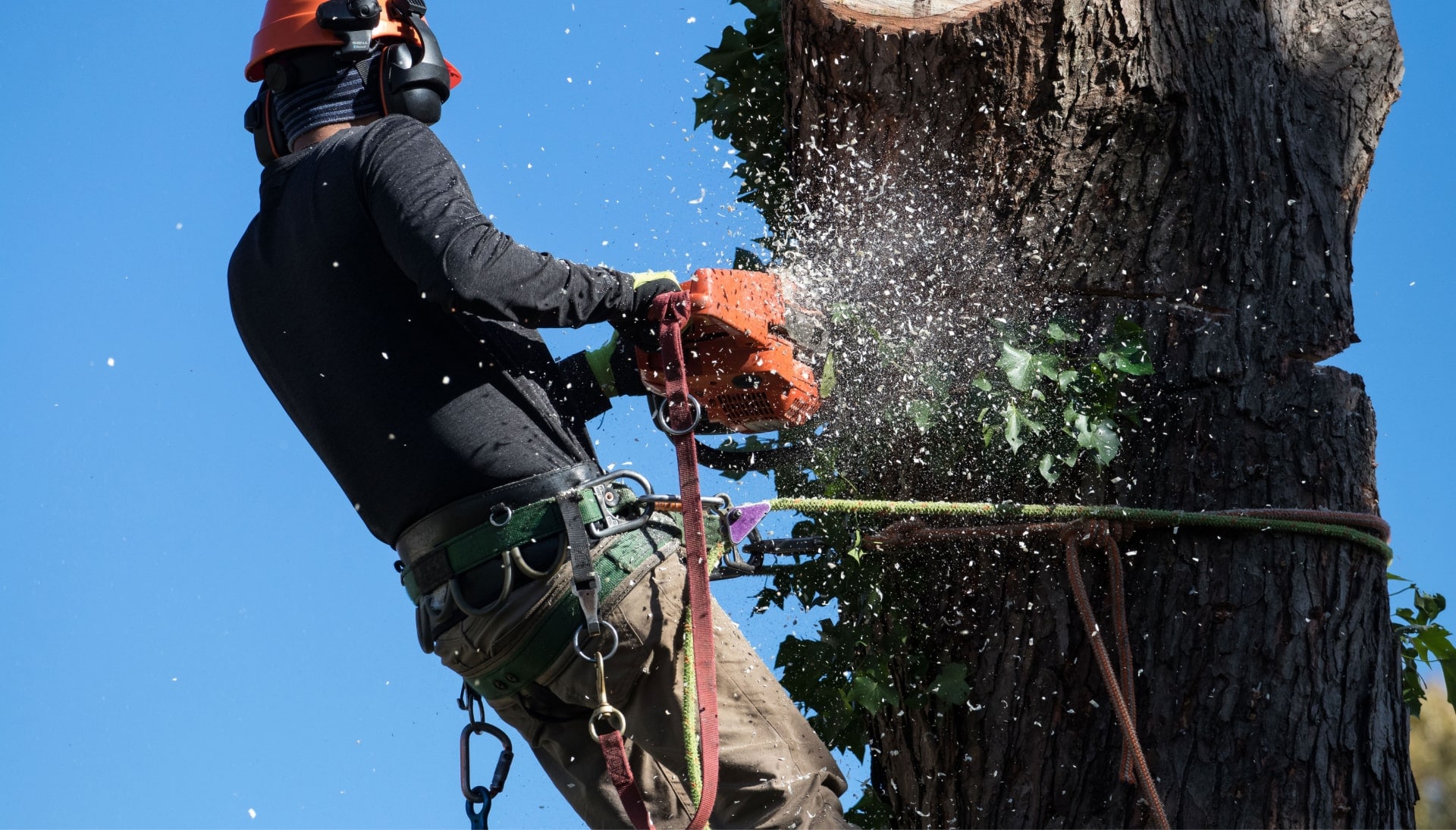 Professional Tree removal solutions in Medford