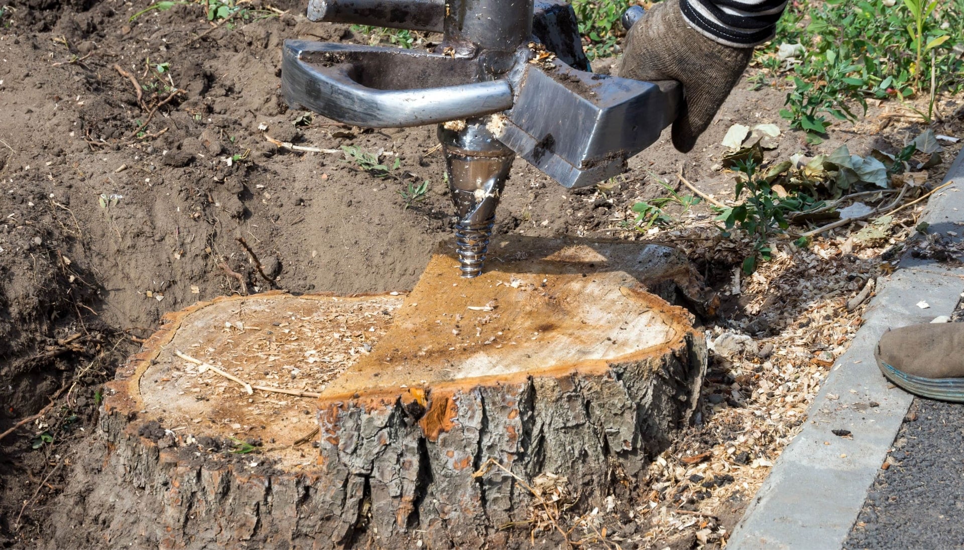 Medford Tree stump removal